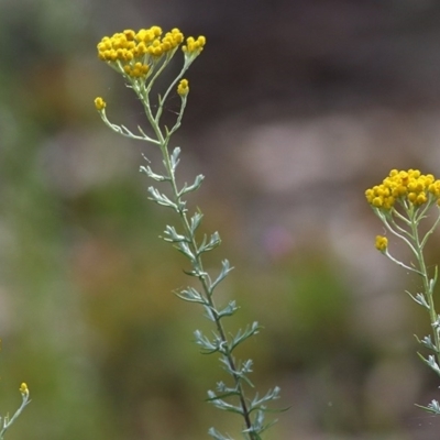 Chrysocephalum semipapposum (Clustered Everlasting) at Wodonga, VIC - 31 Oct 2020 by KylieWaldon