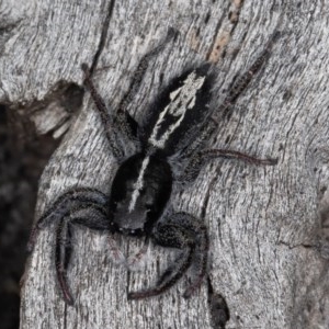 Ocrisiona leucocomis at Denman Prospect, ACT - 30 Oct 2020