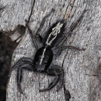 Ocrisiona leucocomis (White-flecked Crevice-dweller) at Denman Prospect, ACT - 29 Oct 2020 by rawshorty