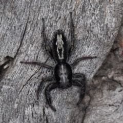 Ocrisiona leucocomis at Denman Prospect, ACT - 30 Oct 2020