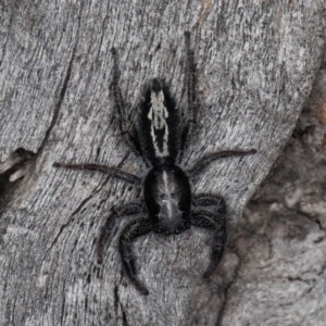 Ocrisiona leucocomis at Denman Prospect, ACT - 30 Oct 2020 10:31 AM