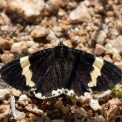 Eutrichopidia latinus (Yellow-banded Day-moth) at Block 402 - 29 Oct 2020 by rawshorty