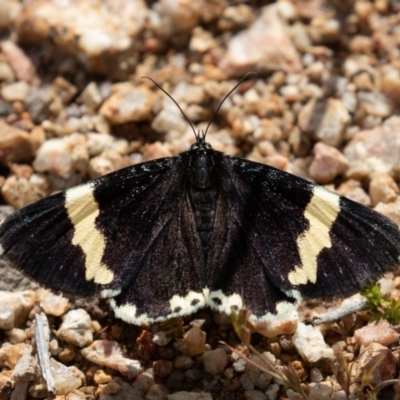 Eutrichopidia latinus (Yellow-banded Day-moth) at Denman Prospect 2 Estate Deferred Area (Block 12) - 29 Oct 2020 by rawshorty