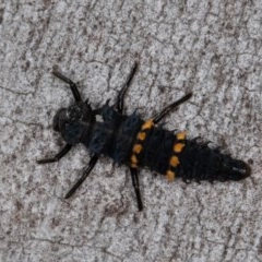 Harmonia conformis (Common Spotted Ladybird) at Piney Ridge - 29 Oct 2020 by rawshorty