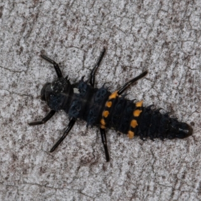 Harmonia conformis (Common Spotted Ladybird) at Denman Prospect, ACT - 30 Oct 2020 by rawshorty