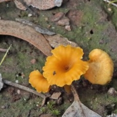 Lichenomphalia chromacea (Yellow Navel) at O'Connor, ACT - 29 Oct 2020 by ConBoekel