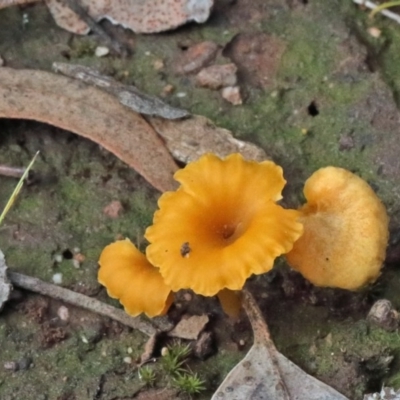 Lichenomphalia chromacea (Yellow Navel) at O'Connor, ACT - 29 Oct 2020 by ConBoekel