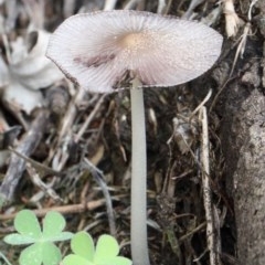 Coprinellus etc. (An Inkcap) at Dryandra St Woodland - 29 Oct 2020 by ConBoekel