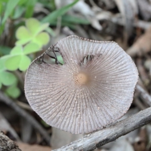 Coprinellus etc. at O'Connor, ACT - 30 Oct 2020 09:40 AM