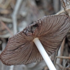 Coprinellus etc. at O'Connor, ACT - 30 Oct 2020 09:40 AM