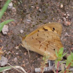 Heteronympha merope (Common Brown Butterfly) at Sherwood Forest - 30 Oct 2020 by DPRees125