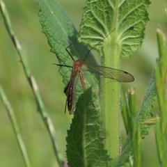 Harpobittacus australis (Hangingfly) at Wodonga, VIC - 30 Oct 2020 by Kyliegw