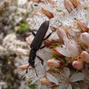 Eleale aspera at Molonglo Valley, ACT - 30 Oct 2020 12:10 PM