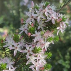 Calytrix tetragona (Common Fringe-myrtle) at Conder, ACT - 19 Oct 2020 by michaelb