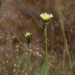 Tolpis barbata (Yellow Hawkweed) at Wodonga, VIC - 31 Oct 2020 by KylieWaldon