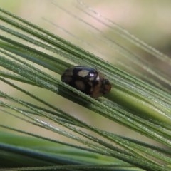 Peltoschema hamadryas (Hamadryas leaf beetle) at Conder, ACT - 12 Oct 2020 by michaelb