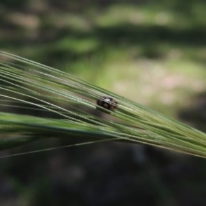 Peltoschema hamadryas at Conder, ACT - 12 Oct 2020