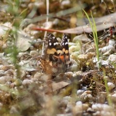 Vanessa kershawi (Australian Painted Lady) at Wodonga, VIC - 31 Oct 2020 by KylieWaldon