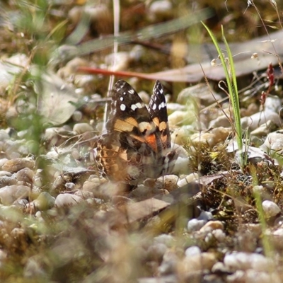 Vanessa kershawi (Australian Painted Lady) at Wodonga, VIC - 31 Oct 2020 by KylieWaldon