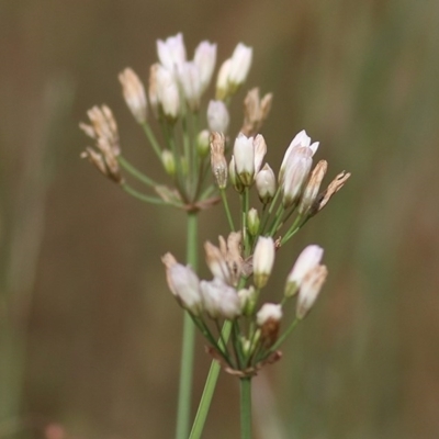 Nothoscordum borbonicum (Onion Weed) at Wodonga - 30 Oct 2020 by Kyliegw