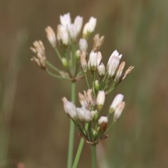 Nothoscordum borbonicum (Onion Weed) at Wodonga, VIC - 30 Oct 2020 by Kyliegw