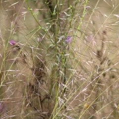 Austrostipa scabra (Corkscrew Grass, Slender Speargrass) at Wodonga, VIC - 31 Oct 2020 by KylieWaldon