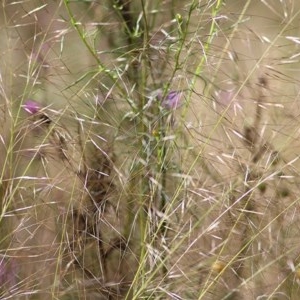 Austrostipa scabra at Wodonga, VIC - 31 Oct 2020 09:15 AM