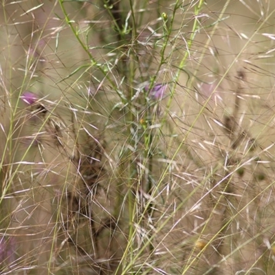 Austrostipa scabra (Corkscrew Grass, Slender Speargrass) at Wodonga - 30 Oct 2020 by Kyliegw