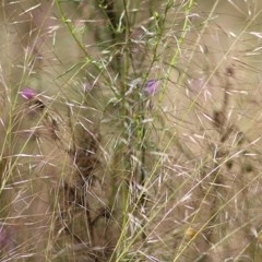 Austrostipa scabra (Corkscrew Grass, Slender Speargrass) at Wodonga, VIC - 30 Oct 2020 by Kyliegw