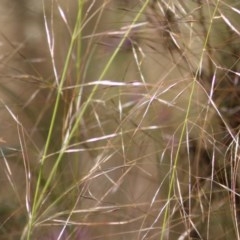 Austrostipa scabra at Wodonga, VIC - 31 Oct 2020 09:15 AM