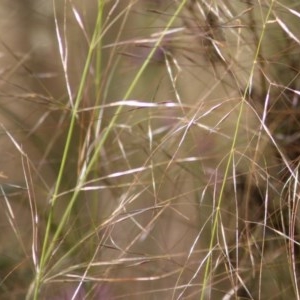 Austrostipa scabra at Wodonga, VIC - 31 Oct 2020 09:15 AM