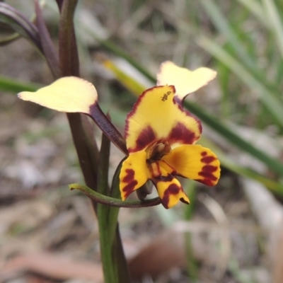 Diuris pardina (Leopard Doubletail) at Crace, ACT - 5 Oct 2020 by MichaelBedingfield