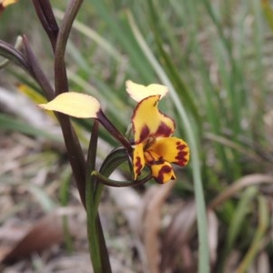 Diuris pardina at Crace, ACT - suppressed