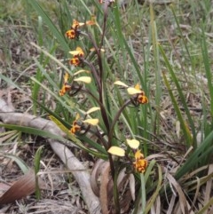 Diuris pardina at Crace, ACT - 5 Oct 2020