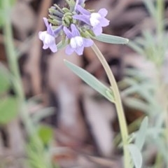 Linaria arvensis (Corn Toadflax) at Red Hill, ACT - 21 Sep 2020 by SRoss