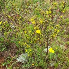 Hibbertia sp. (Guinea Flower) at Michelago, NSW - 31 Oct 2020 by Alright