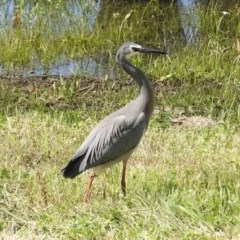 Egretta novaehollandiae (White-faced Heron) at Isabella Pond - 30 Oct 2020 by JackyF