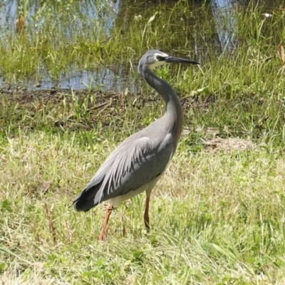 Egretta novaehollandiae (White-faced Heron) at Tuggeranong Creek to Monash Grassland - 30 Oct 2020 by JackyF