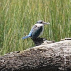 Todiramphus sanctus (Sacred Kingfisher) at Isabella Pond - 30 Oct 2020 by JackyF