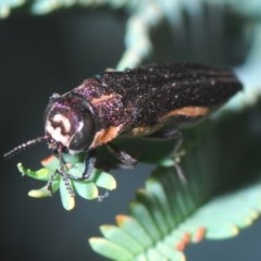 Agrilus hypoleucus (Hypoleucus jewel beetle) at Aranda Bushland - 28 Oct 2020 by Harrisi
