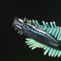 Agrilus hypoleucus at Holt, ACT - 28 Oct 2020