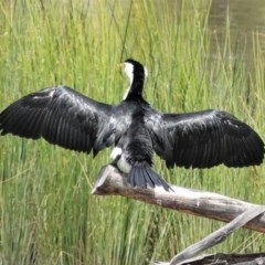 Microcarbo melanoleucos (Little Pied Cormorant) at Tuggeranong Creek to Monash Grassland - 30 Oct 2020 by JackyF