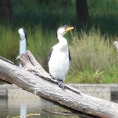 Microcarbo melanoleucos at Monash, ACT - 30 Oct 2020