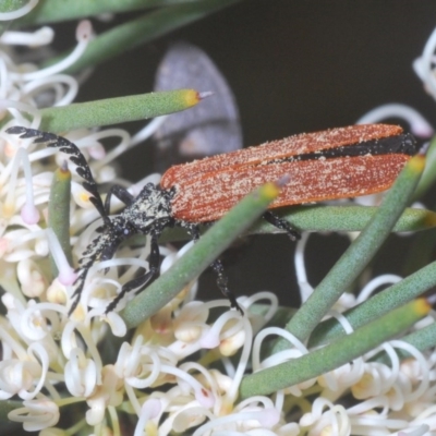 Porrostoma rhipidium (Long-nosed Lycid (Net-winged) beetle) at Tharwa, ACT - 29 Oct 2020 by Harrisi