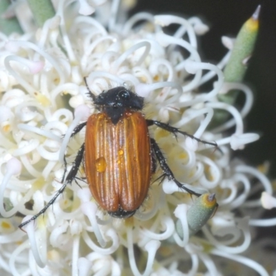 Phyllotocus rufipennis (Nectar scarab) at Tharwa, ACT - 29 Oct 2020 by Harrisi