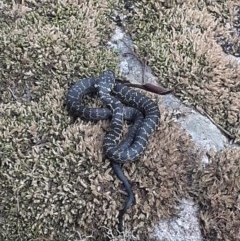Hoplocephalus bungaroides (Broad-headed Snake) at Boolijah, NSW - 23 Oct 2020 by mirving