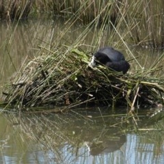 Fulica atra (Eurasian Coot) at Monash, ACT - 30 Oct 2020 by JackyF