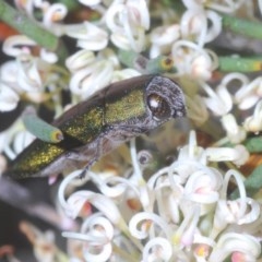 Melobasis propinqua (Propinqua jewel beetle) at Tharwa, ACT - 29 Oct 2020 by Harrisi