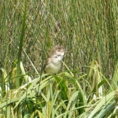 Acrocephalus australis (Australian Reed-Warbler) at Tuggeranong Creek to Monash Grassland - 30 Oct 2020 by JackyF