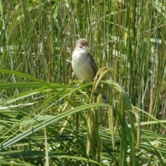 Acrocephalus australis at Monash, ACT - 30 Oct 2020 12:35 PM